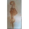 Squelette tète et tronc